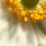 Anemone hybrida 'Honorine Jobert' meeldraden